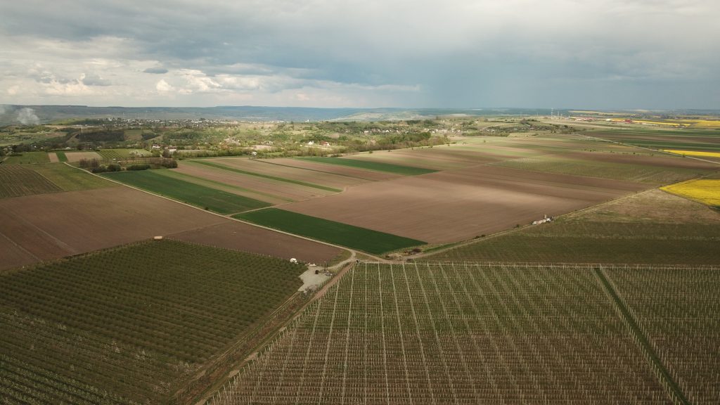 Rândurile Livezii aRoma